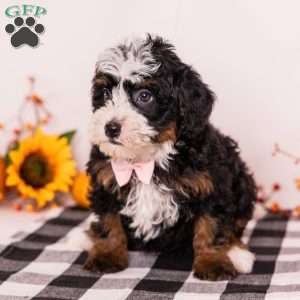 Elaine, Mini Bernedoodle Puppy